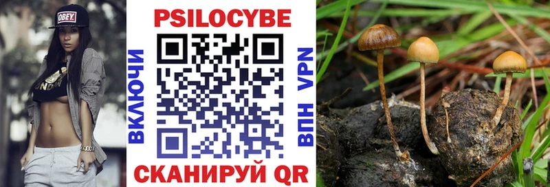 Псилоцибиновые грибы Psilocybe  Новороссийск 